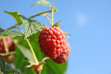 Raspberry fruit on the bush