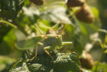 a mantis, a mantis on a leaf of raspberries