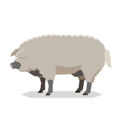 Flat geometric Mangalitsa pig