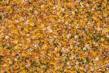 Yellow autumn leaves texture background