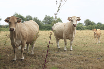 Obraz premium Vaches laitières
