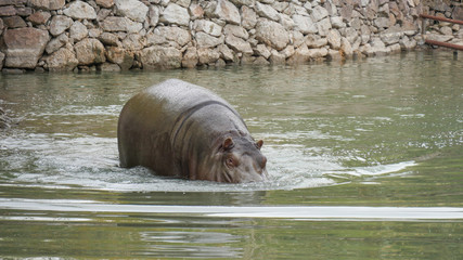 hippopotamus swimming in a green water