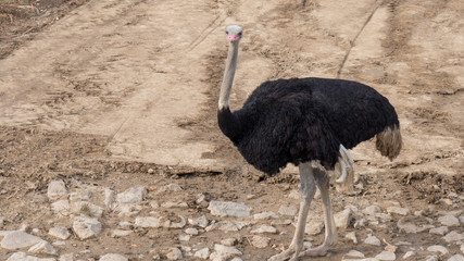 Ostrich with long neck and huge legs in a zoo environment