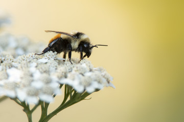Bee pollinating yarrow in garden; Wyoming
