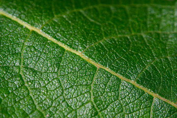 Background of green macro leaf. The nature of the leaves in detail.