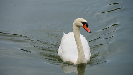 Obraz premium Swan swimming in the lake.