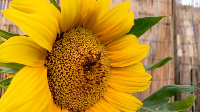 A bee collecting pollen in a sunflower in slow motion.
Una abeja recolectando polen en un girasol en c&aacute;mara lenta.