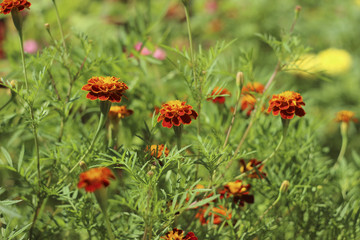 Marigolds bloom in the garden in summer, a beautiful bright orange-yellow flowers background