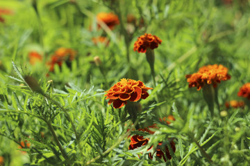 Marigolds bloom in the garden in summer, a beautiful bright orange-yellow flowers background