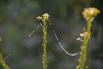 the natural background - web on yellow colors in dew