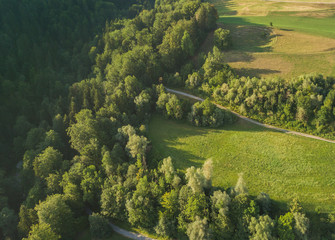 Aerial view of green forest in evening light