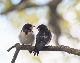  two small baby swallows sitting on a branch clinging to each other waiting parents