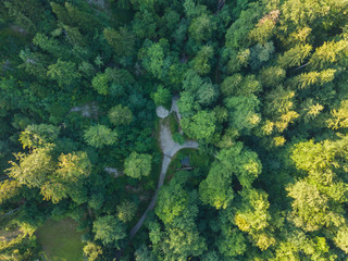 Aerial view of green forest in evening light