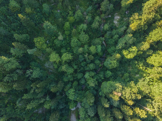 Aerial view of green forest in evening light