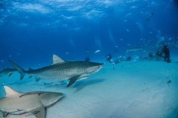 Fototapeta premium Tiger shark at Tigerbeach, Bahamas