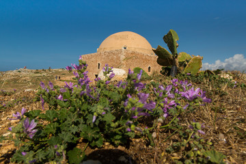 Malven vor der Fortezza in Rethymnon auf Kreta