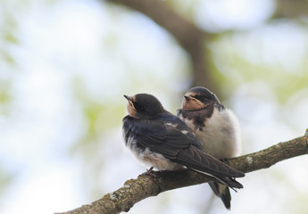 two small baby swallows sitting on a branch clinging to each other waiting parents