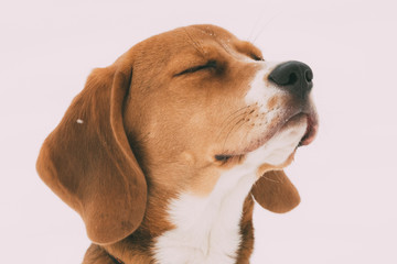 Close Up Portrait Of Beautiful Puppy Of English Beagle With Closed Eyes