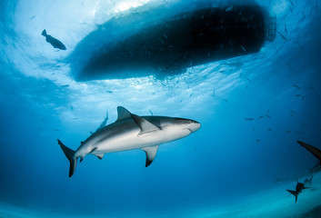Obraz na płótnie Canvas Caribbean reef shark at the Bahamas