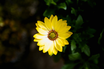 Yellow flower