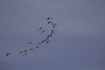 Migrating Geese