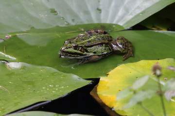 Frog Pelophylax    (Pelophylax)