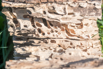 Log damaged by a worm. wood, large beetles in it