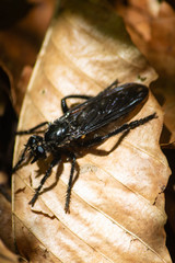 Unidentified black insect