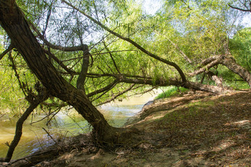 Overhanging trees on the Neuse river