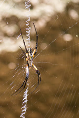 Golden orb weaver spider