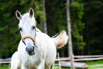 White Lipizzan Horse running in Stable