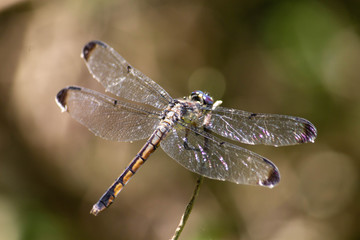 Dragonfly on branch