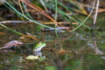 Frog