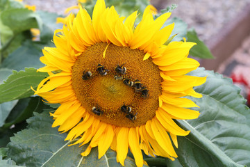 Bees and bumblebees on a sunflower