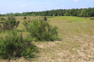Ginster Busch auf einer Steppe, in den Sandd&uuml;nen von Sandweier, einem Naturschutzgebiet bei Baden-Baden