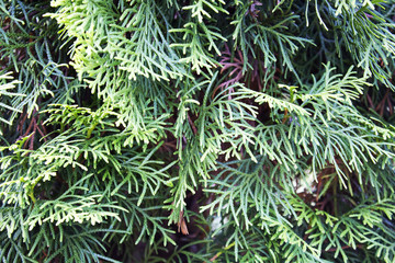 Garden juniper branches pattern on hot july sun