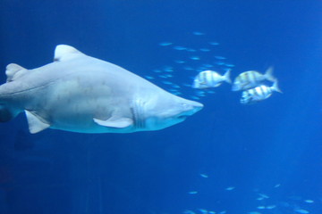 Shark     (Selachii)