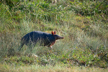 Obraz premium Happy Armadillo