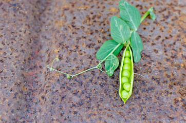 Pods of young green peas and pea