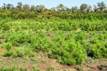 Fototapeta na wymiar Rows of small bright pine trees at coniferous nursery garden. Growing young conifers at open air gardening plantation