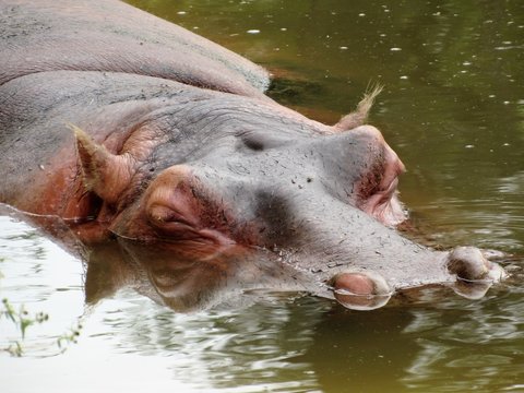 Hippo