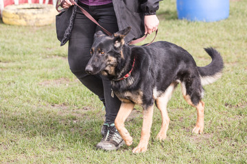 German shephed dog living in belgium