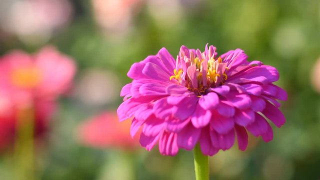 Pink flower of zinnia in garden
