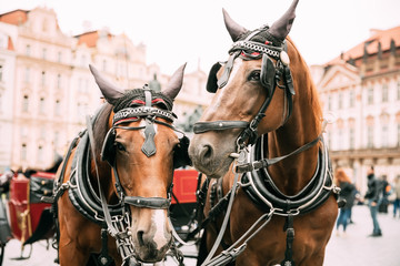 Prague, Czech Republic. Two Horses In Old-fashioned Coach At Old Town Square.