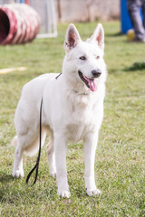 Swiss white shepherd dog living in Belgium