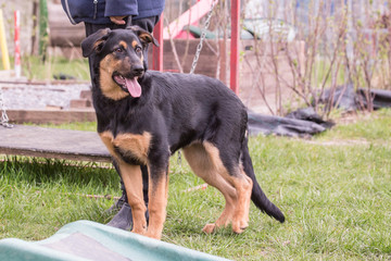 Swiss Mountain Dog living Belgium