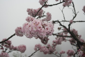Floraison des cerisiers à Alishan, Taiwan