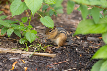 Naklejka na ściany i meble Chipmunk under Leaf