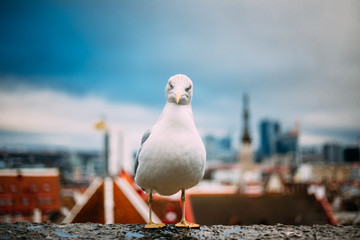 Obraz premium Tallinn, Estonia. White Seagull On Viewing Platform On Background