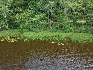 Aerial view on green forest, lake and aquatic plants on lake bank